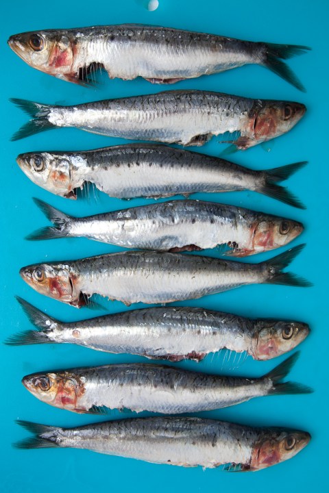 Grilled Sardines with Feta and Salmoriglio -7410