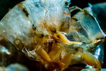 Shrimp in a Pouch with Lemon Mayonnaise-10