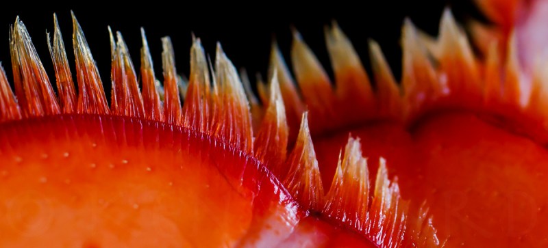 Lobster Stuffy-392-16524-2