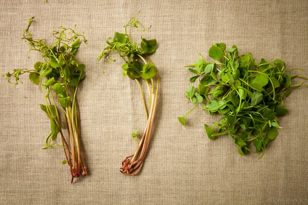 Scallops, peas and chervil-0032